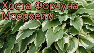 Хоста форчуна Моерхейм (hosta fortunei)  хоста Моерхейм обзор: как сажать рассада хосты Моерхейм