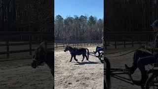 Driving my Miniature Horse #drivinghorses #miniaturehorse #horse #pony #minihorse