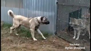 Turkish Kangal vs Wolf test