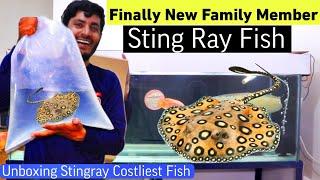 Finally i Got Sting Ray  Monster Fish in Tank , Unboxing Stingray fish