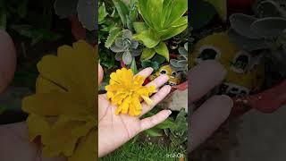 Flowers#garden #plantslover#plants#shortvideo#shorts#gardening