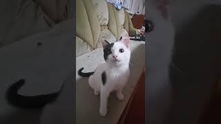 Мурлыка Депутат #смешныеживотные #забавныеживотные #киса #котики #котикивидео