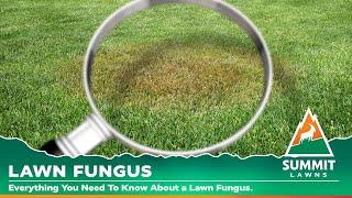 Lawn Fungus and Disease | Summit Lawns Service Description