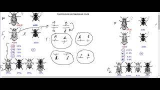 Сцепленное наследование генов