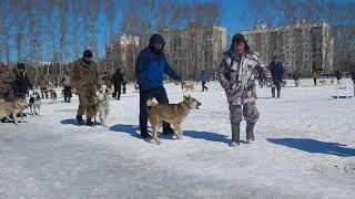 кобели средняя