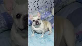 #frenchbulldog #fypspotted #fypyoutube#mamicha
