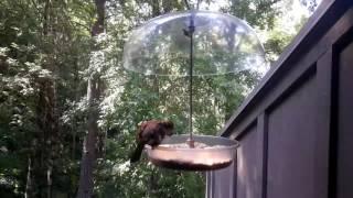 Eugene Bird Feeder Cam 06/22/2016