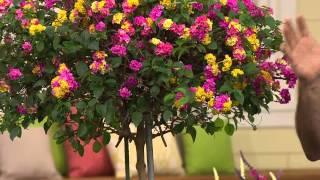 Cottage Farms Sun Kissed Rose Lantana Patio Tree with Nancy Hornback