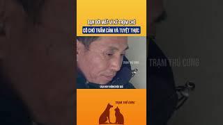 Bạn đời của cô chó mất vì kẻ trộm chó, khiến nó trở nên trầm cảm và tuyệt thực #thucung