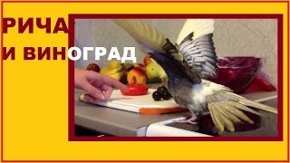 Попугай корелла - реакция на виноград. Попугай грозно пугает поднимая крылья