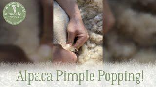GROSS! Pimple popping with Alpacaly Ever After 