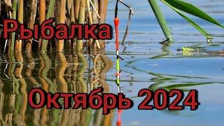 Рыбалка на поплавок 20 октября 2024 г.Дикая рыбалка на карася на трубах! ТОЛЬКО ЗАКИНУЛ УЖЕ КЛЮЁТ!