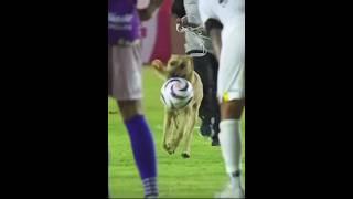 AMEZING FOOTBAL PRINK  #safdar vlog
