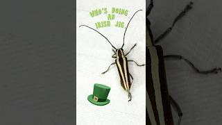 Beautiful Beetle doing an Irish Jig  St. Patrick's Day #nature #dancing #insects #funnyshorts