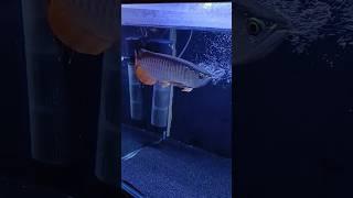 Red Tail Golden Arowana