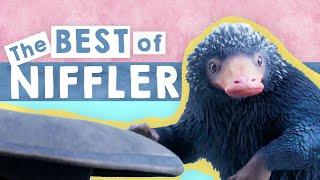 NIFFLER COMPILATION [FANTASTIC BEASTS]