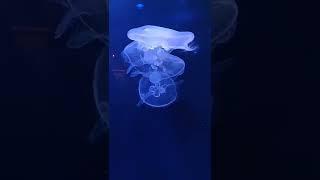 Jellyfish Videos,Jellyfish New Video#Shorts,#YouTube_Shorts