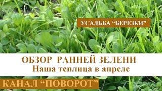 Обзор ранних всходов в теплице