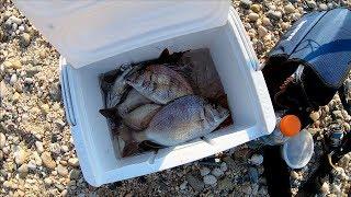 Bottom Fishing with CLAMS for PORGY(scup) - Long Island NY