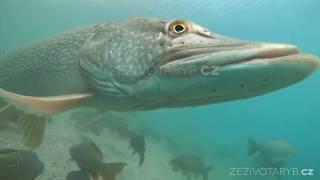 Freshwater fish Northern pike (Esox lucius) swimming with carps.  Underwater world.