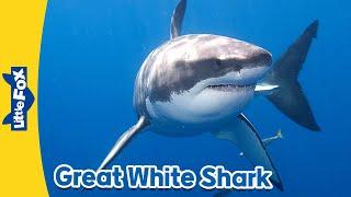 Meet the Animals | Great White Shark | Wild Animals | Stories for Kindergarten