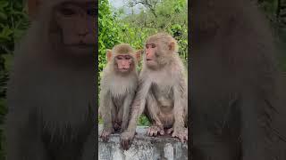 “Adorable Teen Monkey’s Mood Swings in Rainy Jungle | Cutest Moments Ever!”