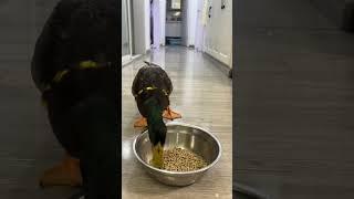 5.11 you can’t imagine how hungry I am￼ till you see the end.#duck #adorably #funnyanimal #funny