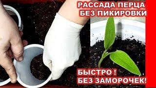 ПЕРЕЦ БЕЗ ПИКИРОВКИ! ОСТАВЬТЕ ДВА ПЕРЦА В ОДНОЙ ЛУНКЕ! РАССАДА ПЕРЦА!ВЫРАЩИВАНИЯ ПЕРЦА БЕЗ ЗАМОРОЧЕК