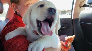 Gotcha Day Memory: Lab Puppy, RUDOLPH, Goes Home to His Forever Family #labrador #cutepuppies #puppy