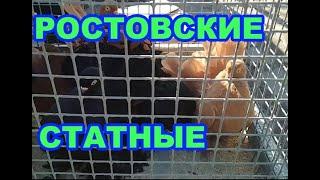 Ростовские цветные качуны | Порода статных декоративных голубей