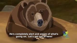 How Do Bears Hibernate?