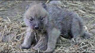 Cute Arctic Wolf Cubs