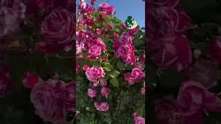 Осенняя обрезка и весеннее цветение #рекомендации #garden #розы #новороссийск #gardening #обрезка