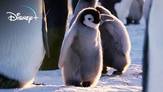 Cute Animals | Nat Geo | Disney+