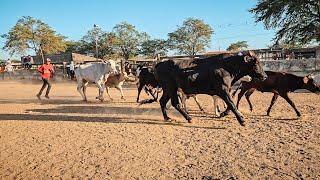 ANIMAIS A PARTIR DE R$200, FEIRA DE GADO DE CARUARU PE, TERÇA FEIRA, (11/03/25) #nordeste