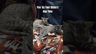 Cuteness Overload: Kittens Cuddling & Napping Together #sleepykitty #naptime #kittenvideo #cutecats
