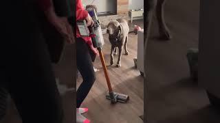 Dog mocks owner with broken leg