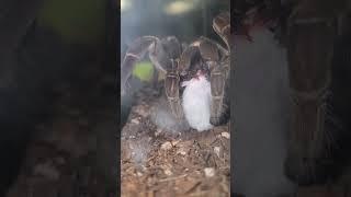 Fang Punctures Mouse's Skull part 2 #tarantula #goliathbirdeater #feeding #blue