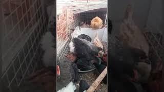 ALL FANCY CHICKEN || COCHIN || POLISH || SUSSEX || AUSTRALORP || BANTAM || F&F