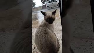 قط سيامي كبير يعشق هطول الامطار | Un gros chat siamois aime la pluie #shorts