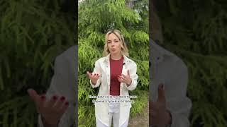 Кухня с островом, что важно знать при покупке.