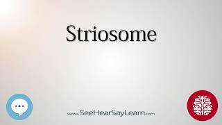 Striosome   Anatomy of the Brain   SeeHearSayLearn 