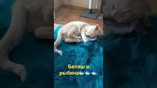 Беляш и рыбина #cat #cute #music #fish #belyash