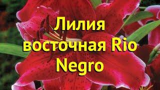 Лилия восточная. Краткий обзор, описание характеристик, где купить саженцы lilium Rio Negro
