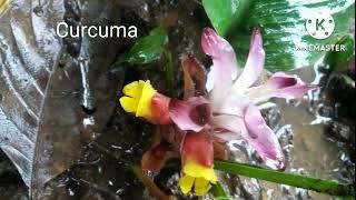 curcuma.wild turmeric. കാട്ടുമഞ്ഞൾ.16 July 2022 #subscribe