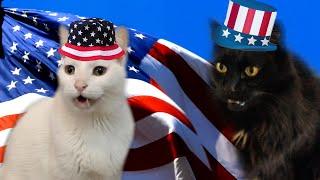 Happy 4th of July - from Cats