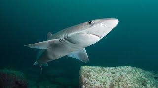 KATRAN: a Spiny shark that can ruin a holiday