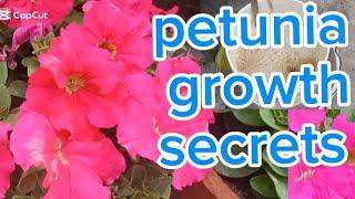 How to use mustard cake liquid fertilizer on petunia plants .