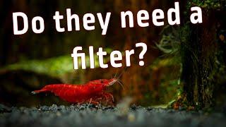 Do Red Cherry Shrimp Really Need a Filter? Find Out!