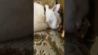 Модное меховое украшение для кресла, на этот раз белого цвета  Подходит к любому интерьеру 